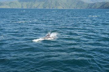 Springende Delfine im Ozean - Neuseeland