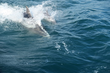 Fototapeta premium Springende Delfine im Meer - Neuseeland