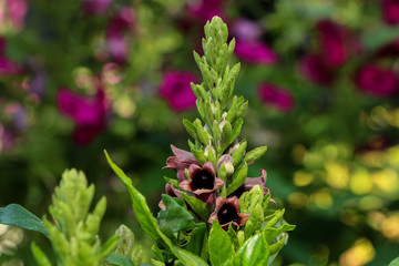 Phlogacanthus pulcherrimus  at garden