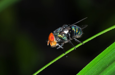 Macro Photo of Blowfly on Green Leaf Isolated on Background