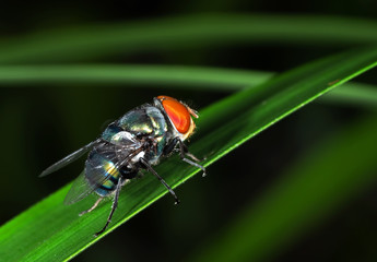 Macro Photo of Blowfly on Green Leaf Isolated on Background