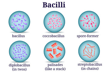 Arrangements of bacillus in Petri dish