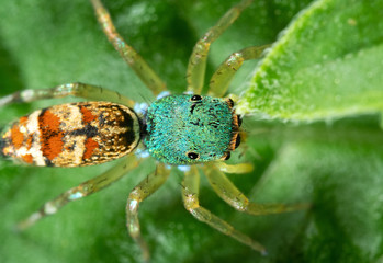 Macro Photo of Colorful Jumping Spider on Green Leaf