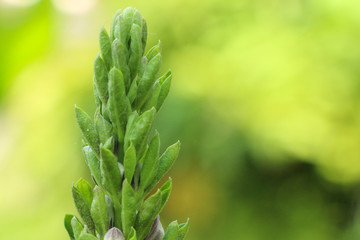 Phlogacanthus pulcherrimus  at garden