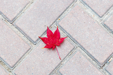 Close up of dirty red maple leaf on the brick floor