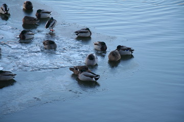 Ducks on ice on the Moskva River