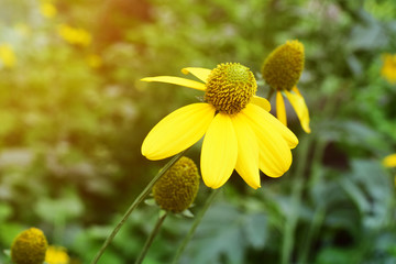 Focus of Yellow flowers with pollen on a green background. With the evening sunlight