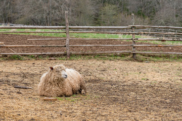 Relaxed Sheep