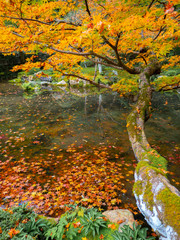 kodaiji temple garden / autumn leaves tree , kyoto , japan