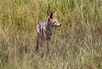 Jackal in the long grass