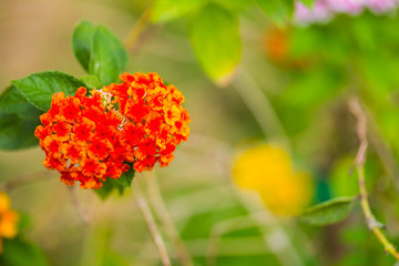 Flower color In the garden