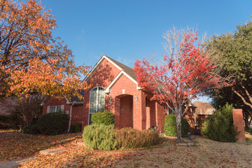 Colorful fall foliage at front lawn of residential house near Dallas, Texas, USA. Thick carpet of...