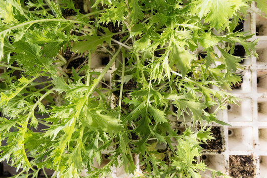 Mizuna lettuce plants on a seedling tray