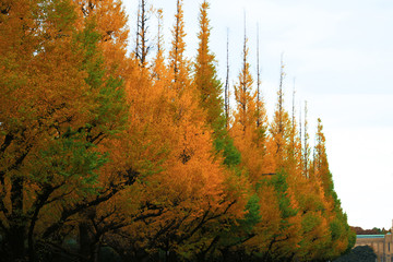 Ginkgo tree lined in the sunset town