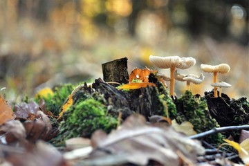 Grzyby w jesiennym lesie © Michał Kiełpiński