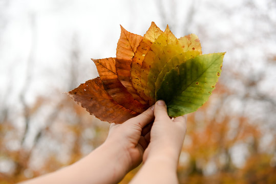 gradient of colourful leaves.  foliage