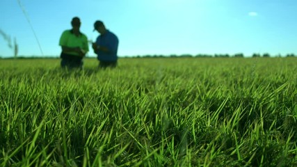 Intentional soft focus on farmer and agronomist scouting lush green crop for insect and disease pressures - slider dolly shot from left to right.