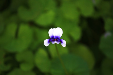 One Australian violet flower