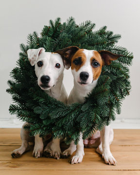 Funny dogs in Christmas wreath