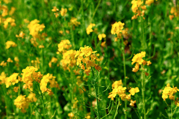 Spring landscape with canola flower spreading