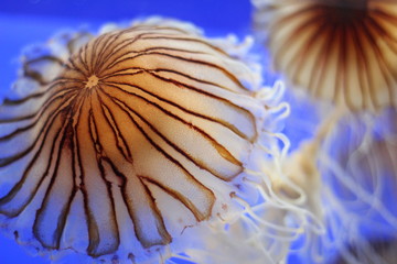 striped jellyfish © Amiyah