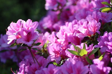 flowering bush