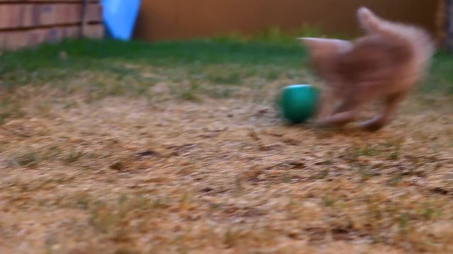 Cat Playing with a green ball