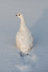 Willow ptarmigan 