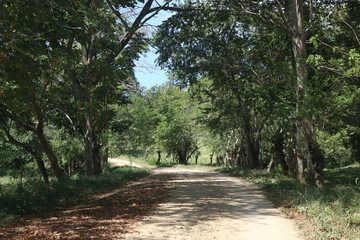 road in forest