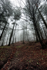 forest in fog