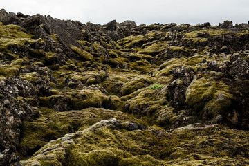 volcanic lava field covered in moss