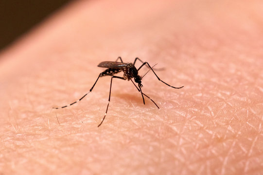 Mosquito sucking on human