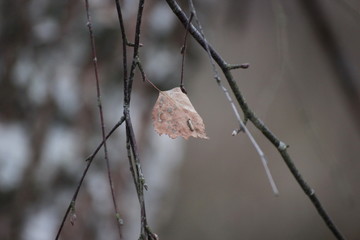 one brown oak leaf on a branch, covered with frost. the snow on the leaves