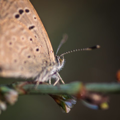 Close up of a single butterfly in the wild- Israel