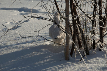 Willow ptarmigan trying to hide behind a bush