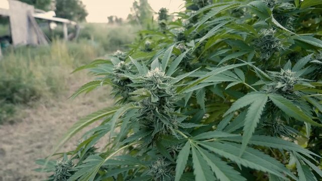Slow Motion Zoming In on A large outdoor cannabis plant mid bloom.
