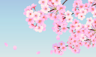 背景素材　桜　06