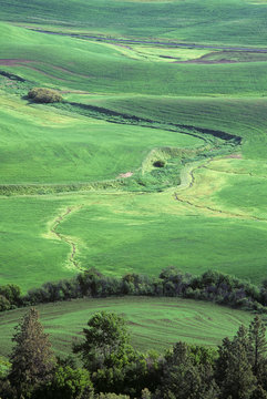 Winter and spring wheat in the Palouse Prairie of eastern Washington, showing the smooth, sinuous, winding hills and valleys of the region.  Photographed on Fuji Velvia film.