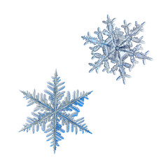 Two snowflakes isolated on white background. Macro photo of real snow crystals: elegant stellar dendrites with complex shapes, hexagonal symmetry, glossy relief surface and beautiful inner details.