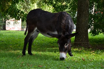 Осёл на привязи щиплет травку в парке © fengmolong