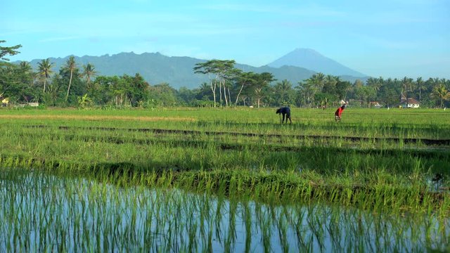 Rural farm worker irrigating land with hand tool in rice fields Mt Merapi Java