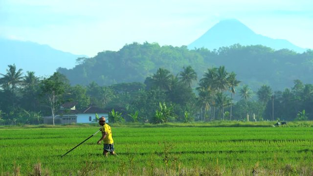 Manual farm worker using tool for irrigation in rice fields Mt Merapi Java 