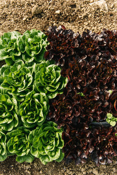 Lettuce heads at a farm