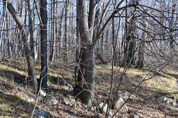 Russia, Chelyabinsk region. Mixed forest on the shores of lake Uvildy in sunny november day