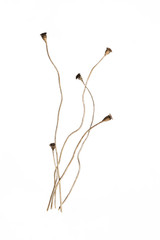 Fototapeta premium A few sprigs of dried poppy with crooked sprigs on a white background in the studio