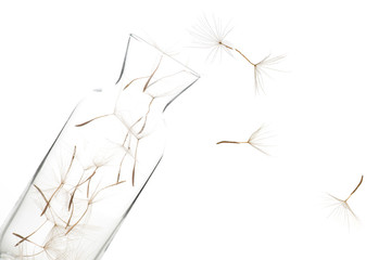 Dandelion umbrellas lie chaotically in a glass vase on a white background in the studio.  Several umbrellas fly in the air.