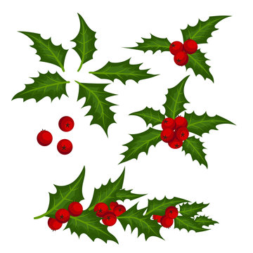 Christmas elements with set of holly leaves and berries.
