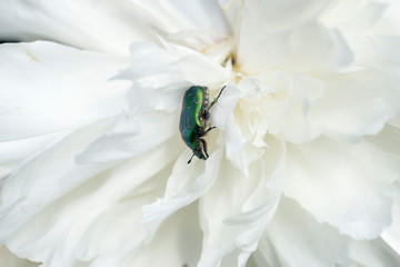 Nature!Insects, lizards and plants!Rosa!