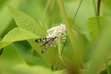 Nature!Insects, lizards and plants!Rosa!
