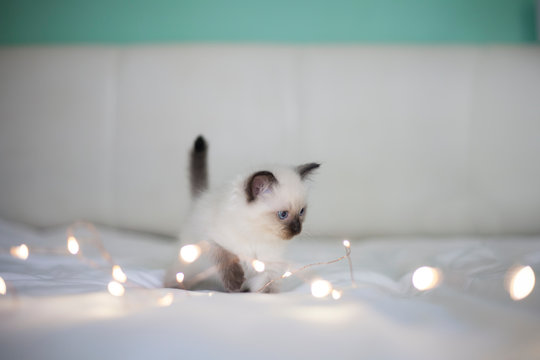 Ragdoll kittens and sparkly lights